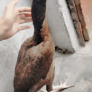 Mianwali lakhi pathi